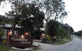 Dandelion Resort